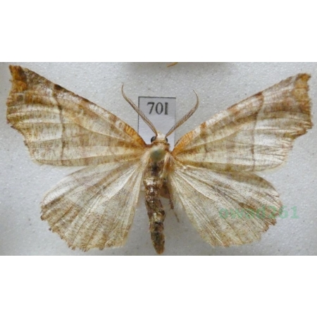Selenia dentaria (Fabricius, 1775) male Skrzytek bezksiężyczak Czech70l
